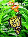 Monarch Cover