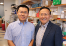 New genome-editing strategy developed at UMass Chan may lead to therapeutics Dan Wang, Guangping Gao and colleagues describe approach in Nature Biotechnology