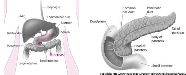 Pancreas Pictures