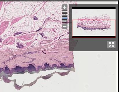 Virtual Microscopy Slide - Skin and/or surface epithelium, Skin structure, Monkey (Monkey)