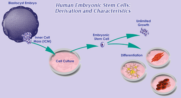 What is some basic information about cells?