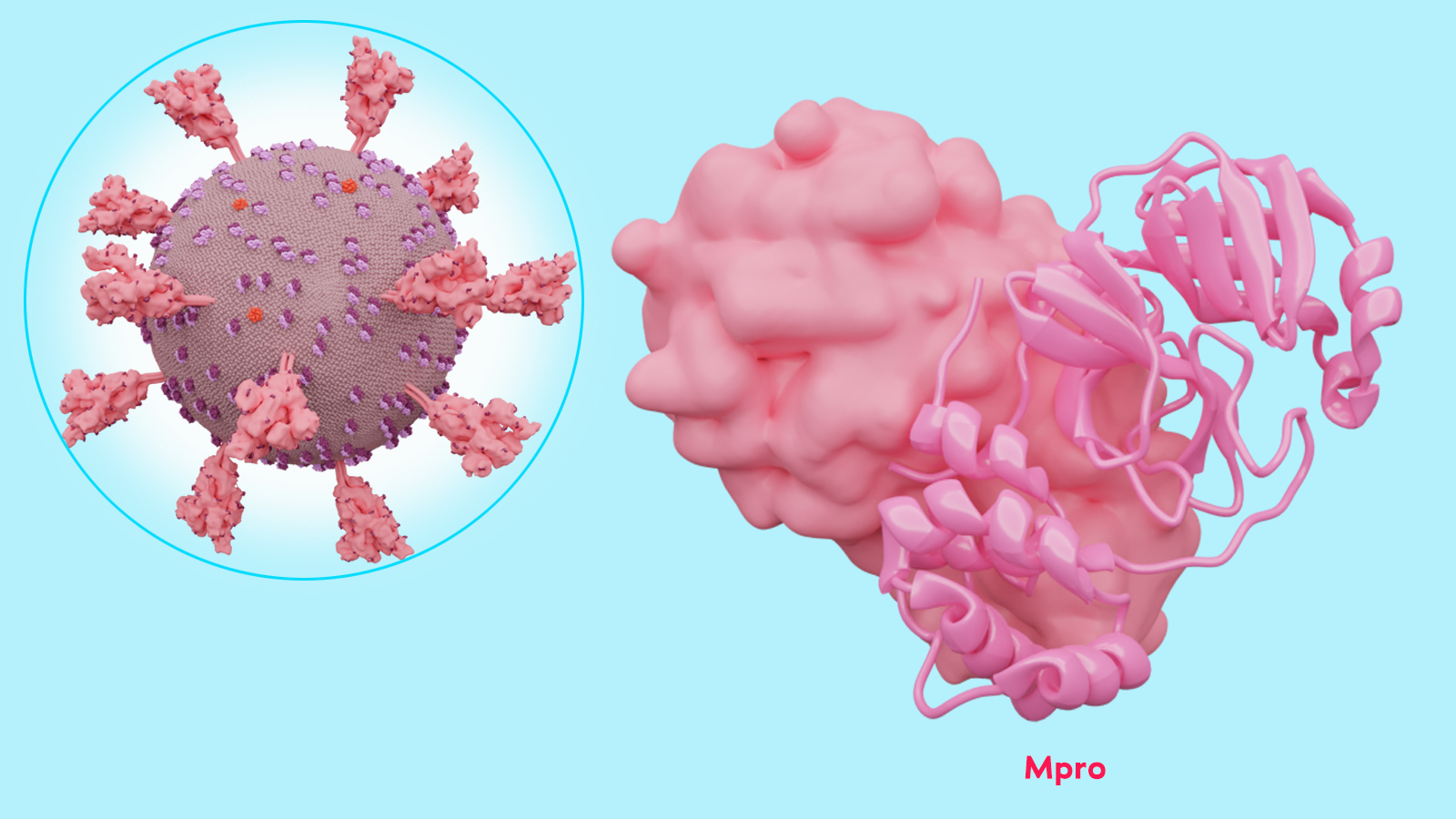 on a light blue background, an image of a coronavirus on the left and an image of the main protease (Mpro) of most coronaviruses on the right