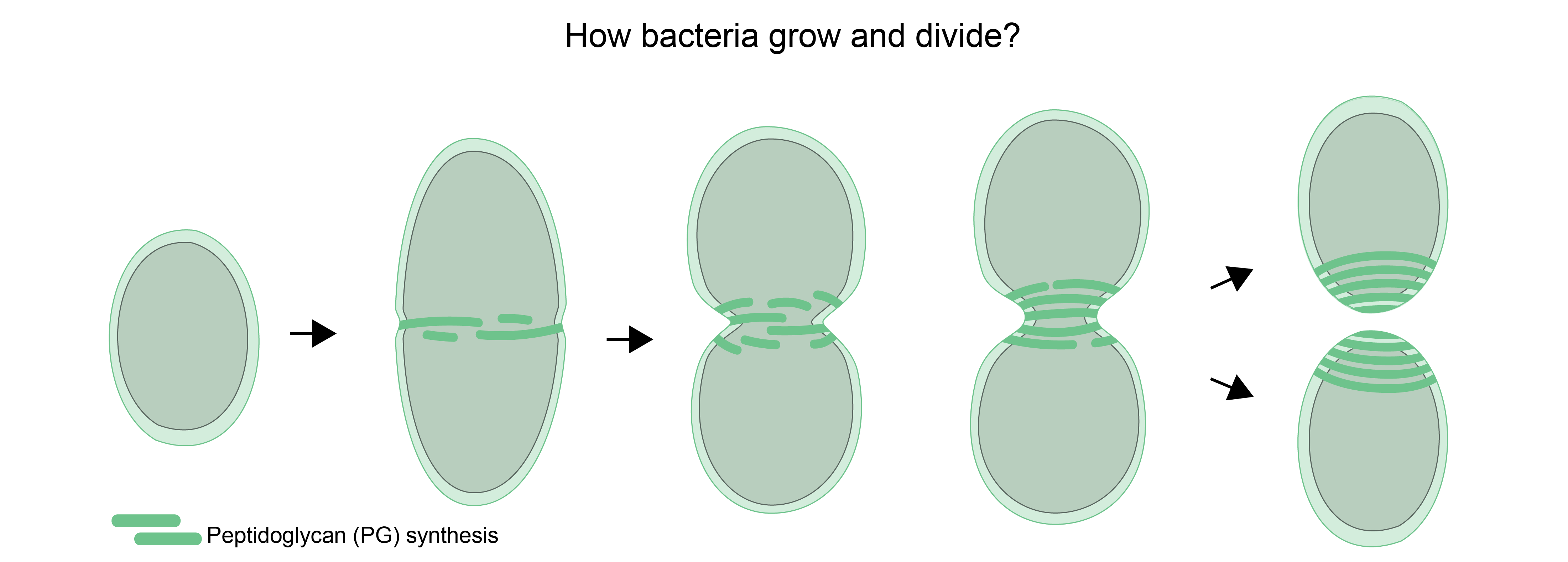 Schematic representation of the growth and division process of a pneumococcus bacteria 