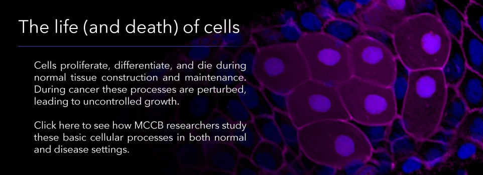 The life(and death) of cells