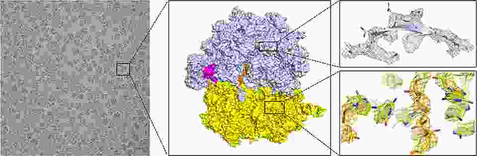 The micrograph (left) obtained using Titan Krios, the 3.5 A 3D cryo-EM map (center) derived from hundreds of micrographs, and the structural model built into the cryo-EM map (right). 