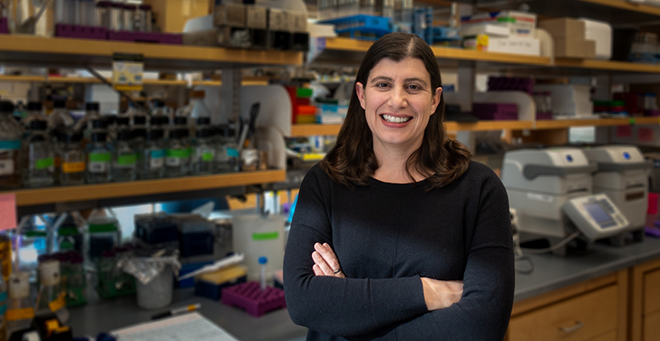 Jennifer Benanti receives MIRA grant to advance understanding of how cells proliferate