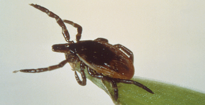 Scientists at UMass Medical School’s MassBiologics are developing a pre-exposure prophylaxis that prevents tick-transmitted infection of Lyme disease, a breakthrough that could lead to seasonal prevention against the most common tick-borne infection in North America.