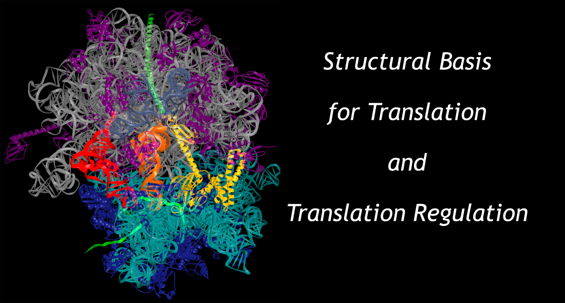 Structural Basis for Translation