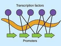 Transcription factors