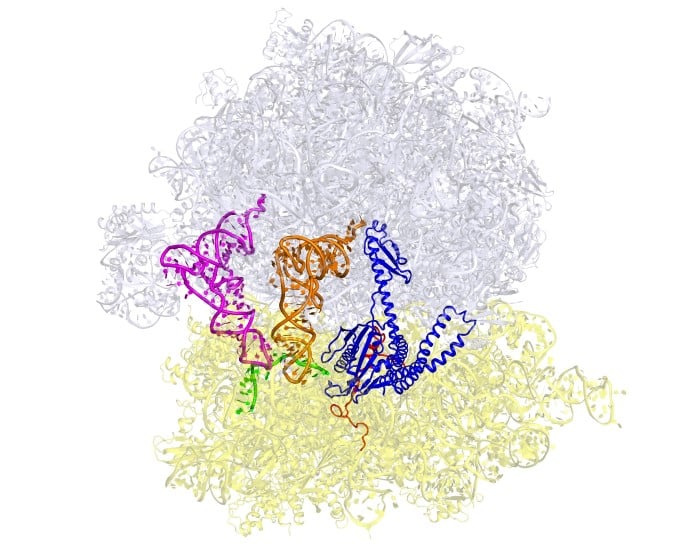 Crystal structure of a ribosome