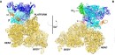 RNA Polymerase bound to 30s Ribosomal Subunit 