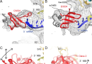 Structural dynamics protein S1 70s Ribosome ensemble cryo-em