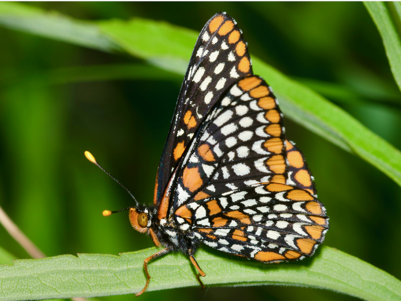 Butterfly: Baltimore Checkerspot