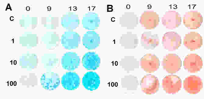 Neonatal rat costochondral chondrocytes were cultured with varying amounts of BMP5 and stained for cartilage matrix (blue) or for mineral (red) as markers for their differentiation state. (see Mailhot G, et al. 2008. J Cell Physiology 214(1):56-64).
