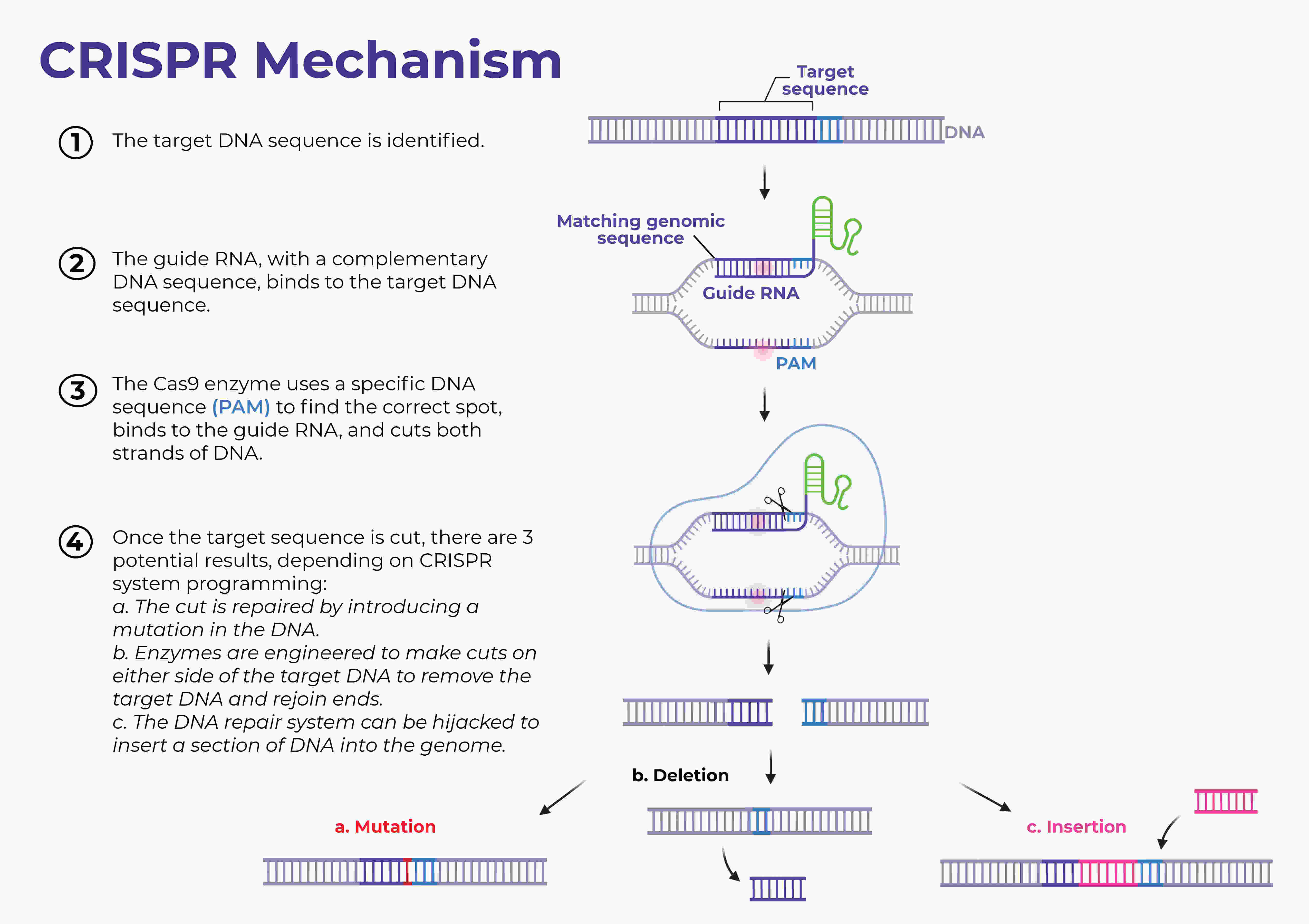  CRISPR mechanism block2.jpg