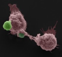Two macrophages (purple) with GeRPs (green)