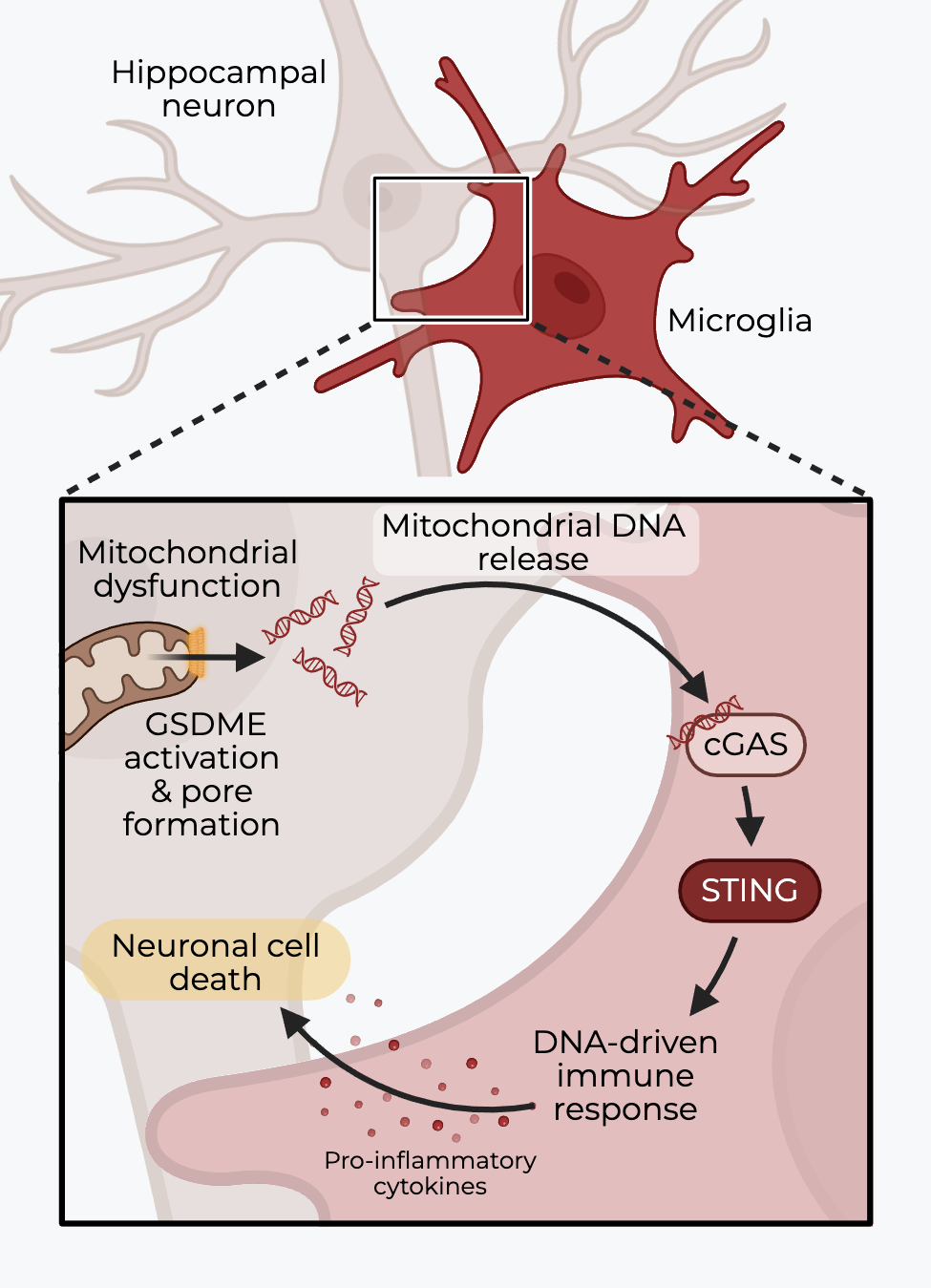Cartoon model showing mitochondrial dysfunction in neurons leads to mitochondrial DNA release, activating the cGAS-STING pathway in microglia and triggering neuronal cell death