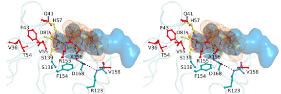 HCV_SE_DR