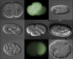Collection of nematode embryo images
