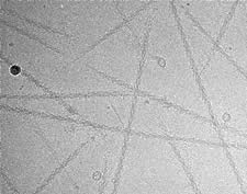 Cryo EM image of frozen-hydrated myosin filaments (no stain, no fix)