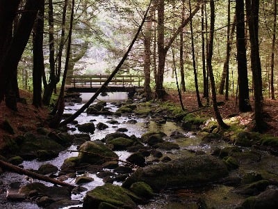 woodland stream