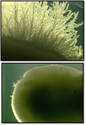 yeast-comparison