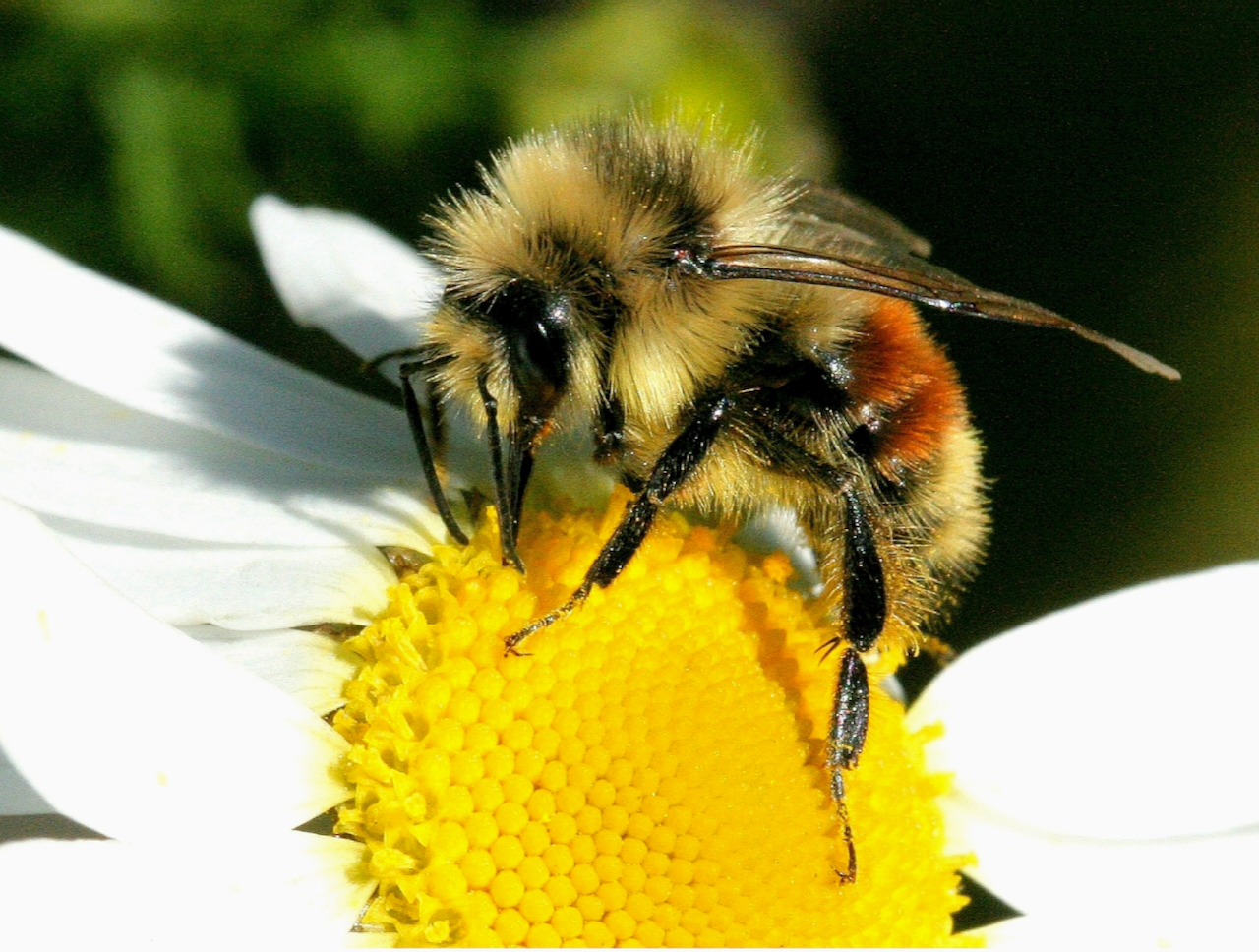 Bee: Bombus ternarius