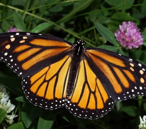 monarch-butterfly