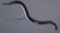 Hookworm2