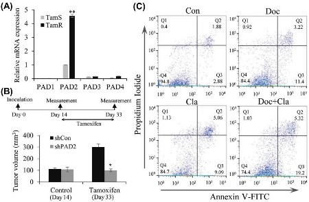 Figure. (A) Endogenous PAD1–4 mRNA levels in MCF7/TamR cells. 