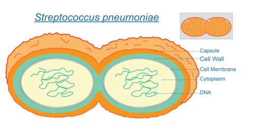 Schematic representation of a sagittal cut of a pneumococcus bacteria showing different layers corresponding to the capsule, cell wall and cell membrane.