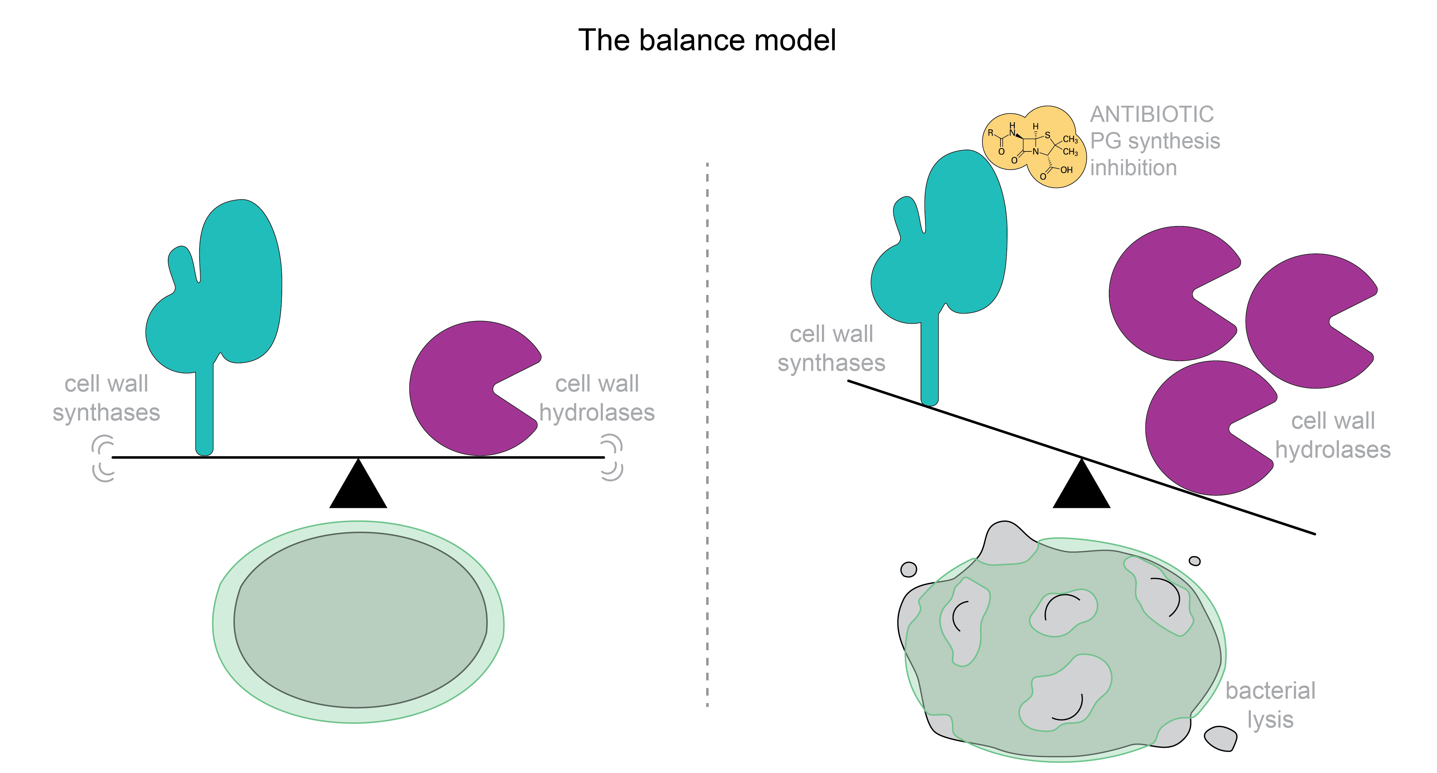 To the left, the balance model of cell wall growth in bacteria. On the right a schematic representation of a unbalanced cell wall growth with increased lytic enzymatic function. 