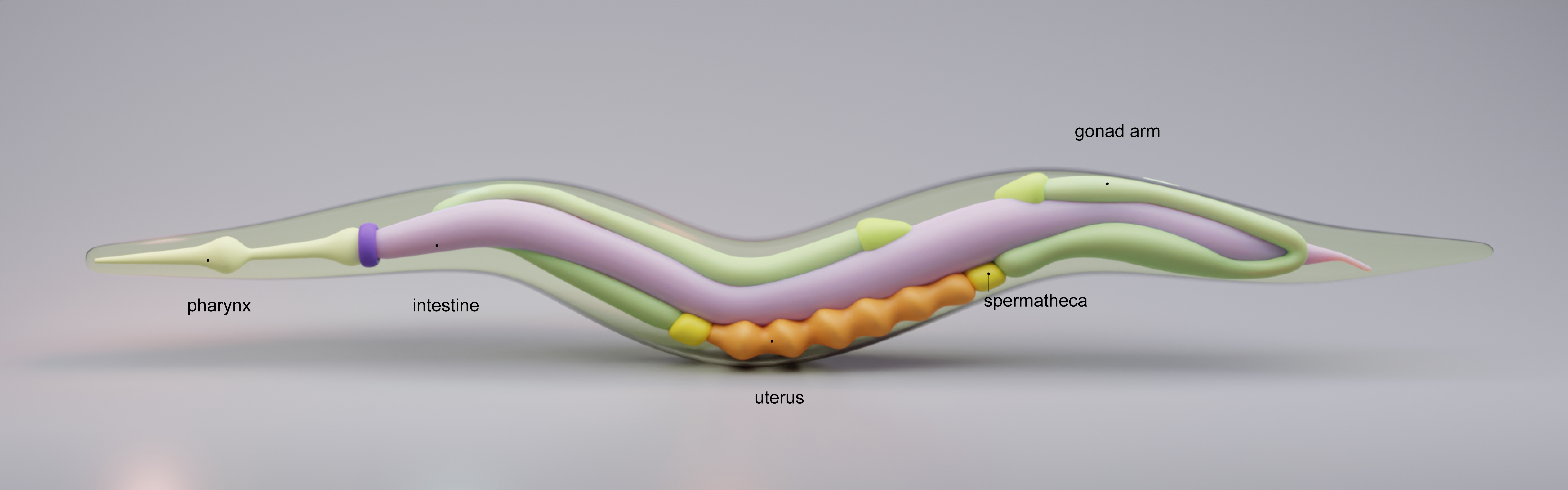An illustration of a c. elegans nematode worm.