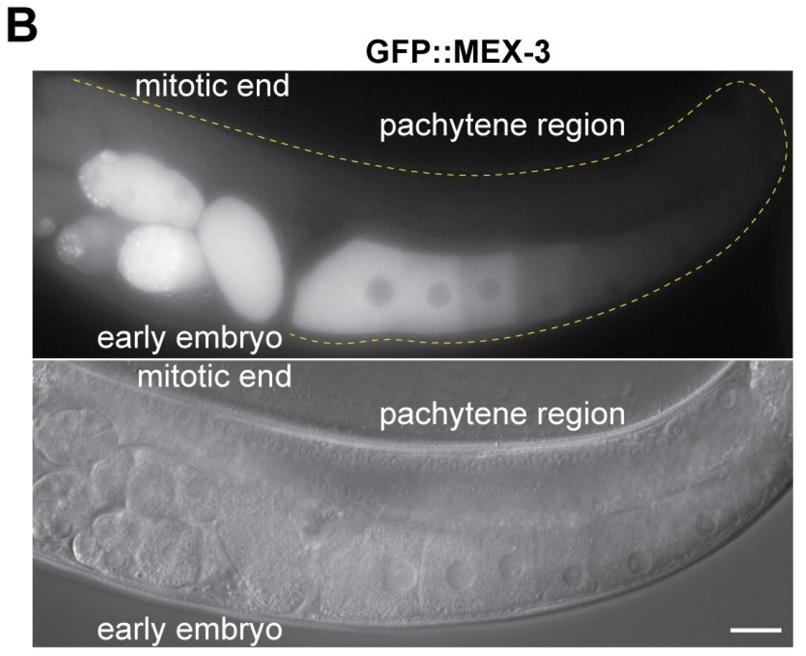 A figure from Albarqi & Ryder, 2021 showing the expression of MEX3 in the oocytes and early embryos of c. elegans.