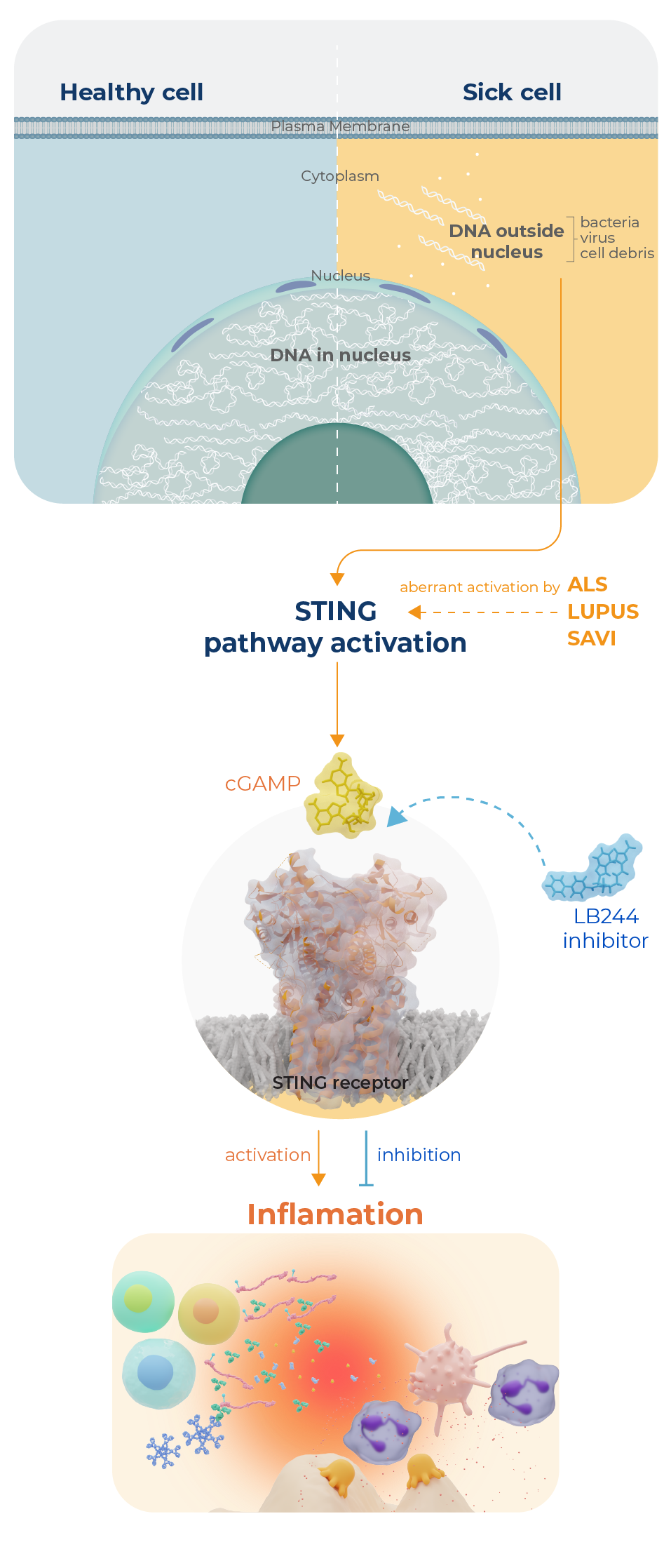 illustration contrasting unstimulated and STING activated cell signaling