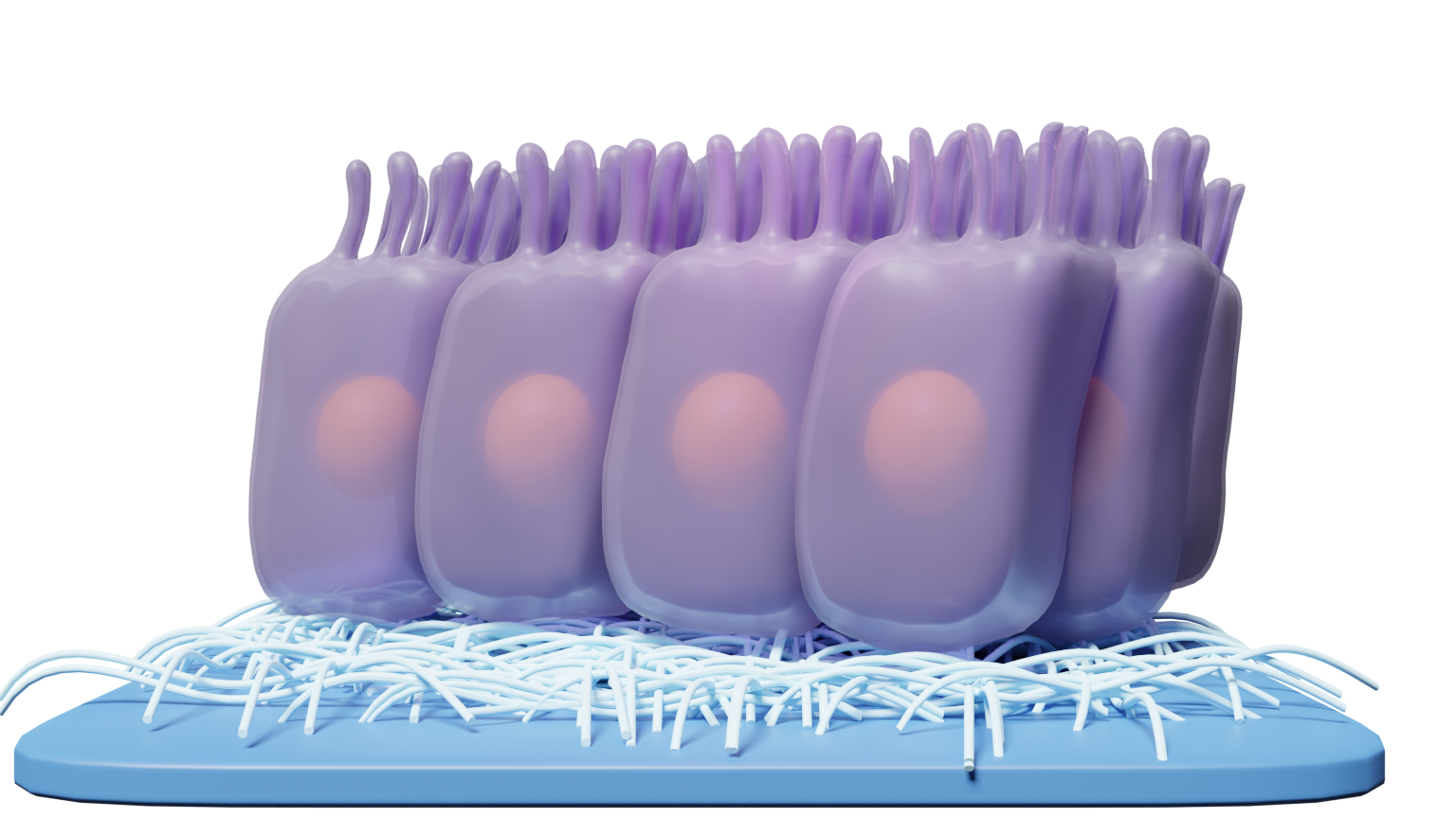 an illustration of purple epithelial cells on a white background. the group of cells are all sitting clustered together on strings representing the ecm. 