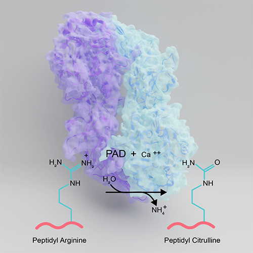 from Paul Thompson's lab, Structure of the Peptidyl arginine deiminase (PAD) 2 that catalyze the conversion of arginine residues to citrulline residues on target proteins in the presence of calcium ions.