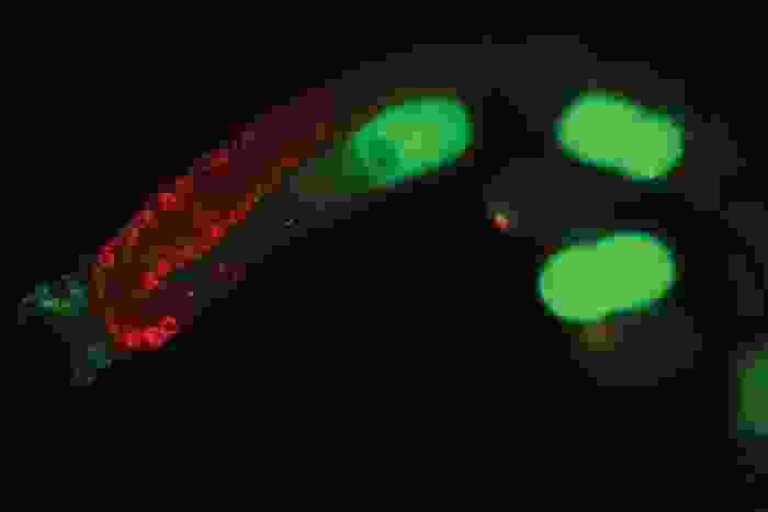 small red glowing circles next to three green glowing peanut-like blobs inside a worm in a black background