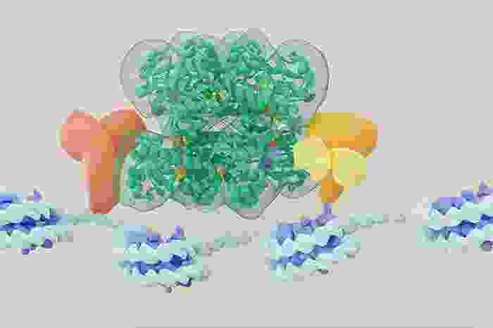 right to left, an orange heart looking blob, next to eight green blobs assembled together surrounded by a green mesh, and to the left a yellow and red spheres inside. They are all sitting on a string of blue blobs with a light blue string of DNA 
