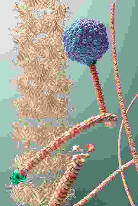 close up of a bacteriophage with a long tail