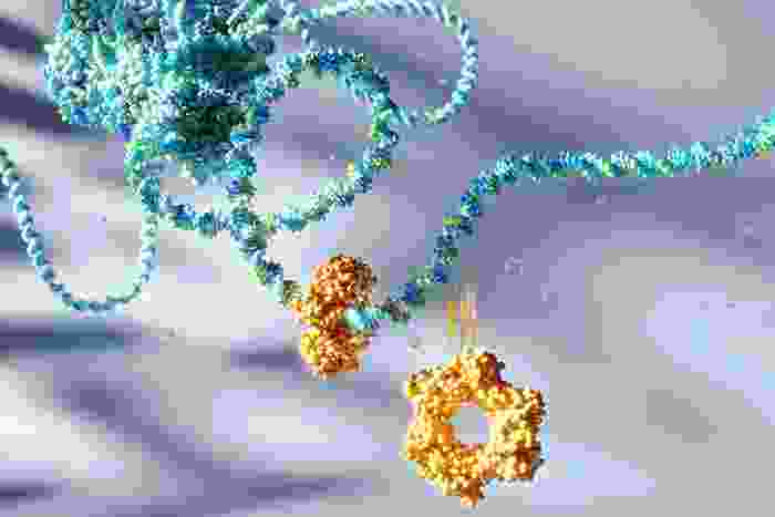 a rope-like DNA unrolling from nucleosomes and a orange donut-like protein sliding down the rope DNA, while another donut has fallen of the rope downstream