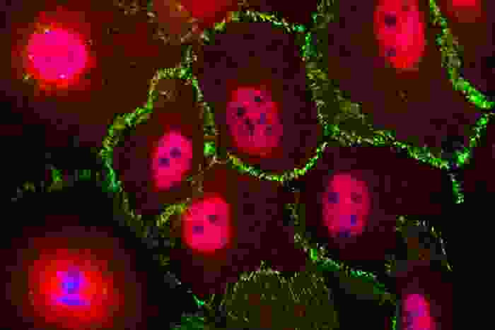 A close up to a group of cells with a green outline, each one has a blue and pink center