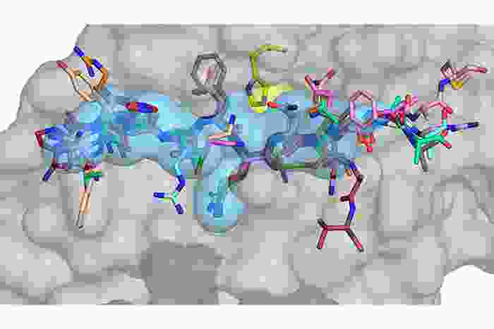a closeup of a protein envelope pocket with molecules as sticks in different colors