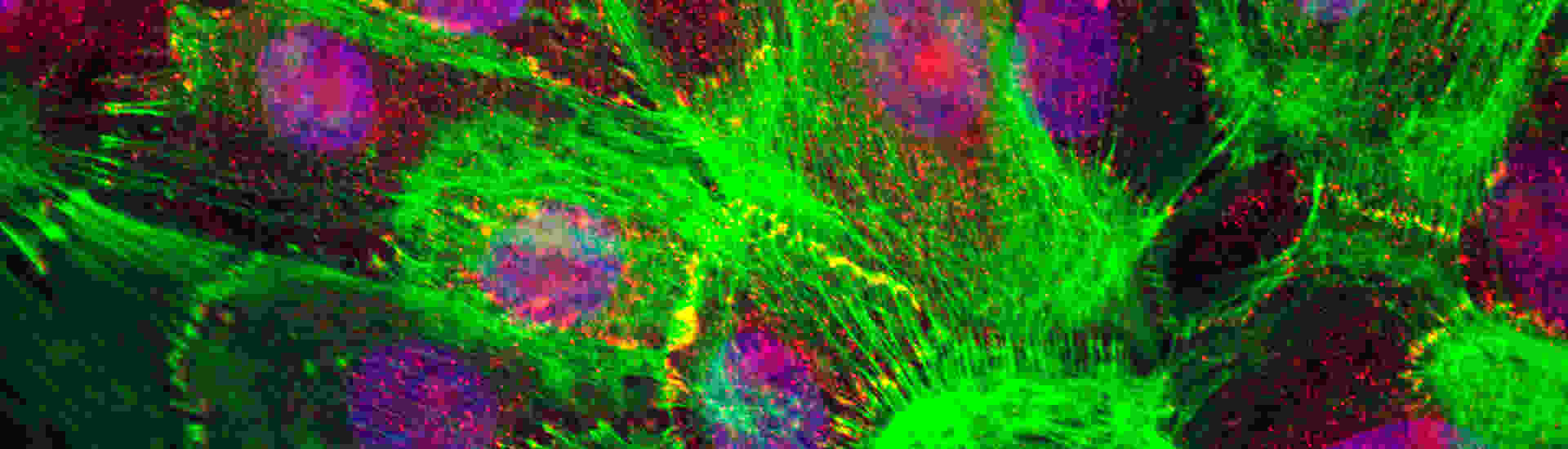 Flourescent cells image