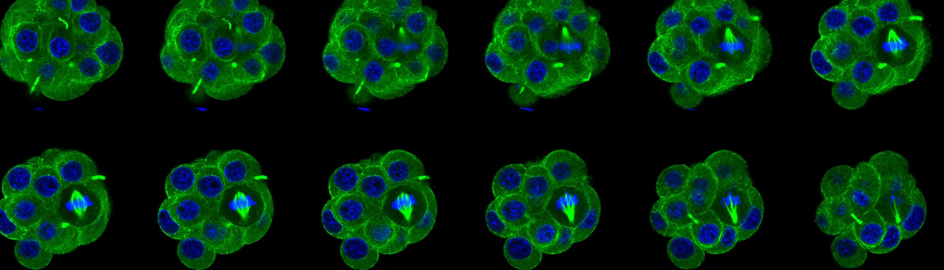 Flourescent cells dividing