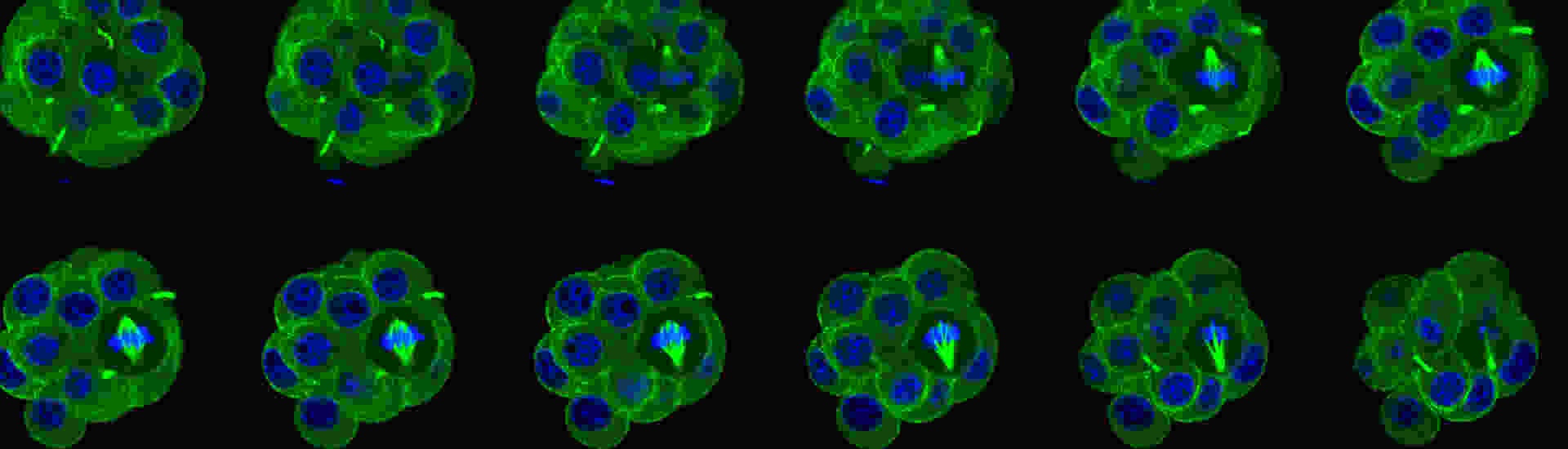 bmb research hero fluorescent cells dividing.jpg