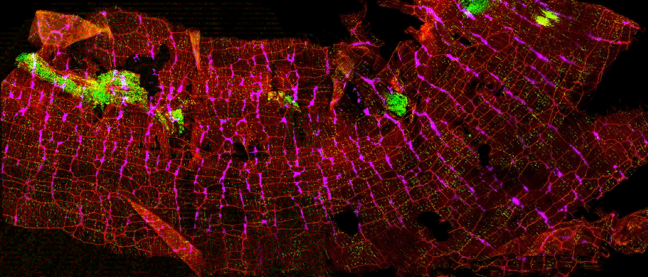 Overview of the Enteric Nervous System