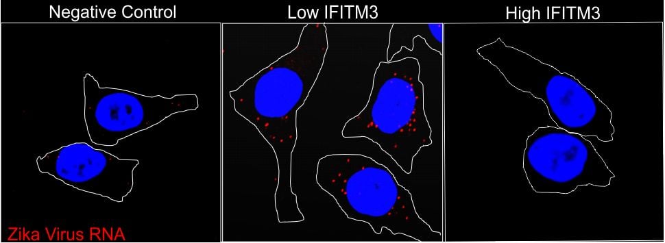 Zika IFITM3 Hero Image.png