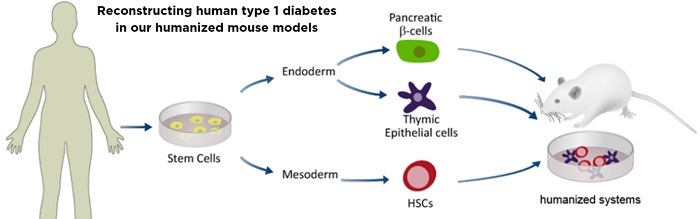brehm-humanized-mice-diabetes.jpg
