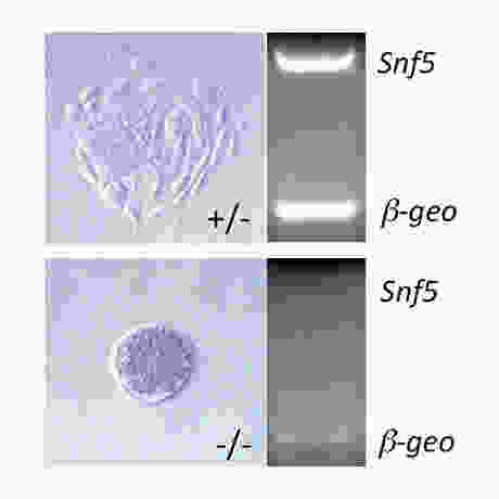 Snf5 is required for blastocyst hatching and ICM expansion.